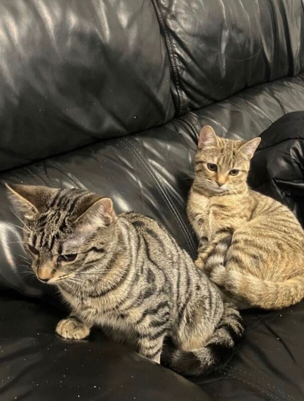 British Shorthair kittens for sale in Loughborough, Leicestershire – 3 months old - Image 2 of 2