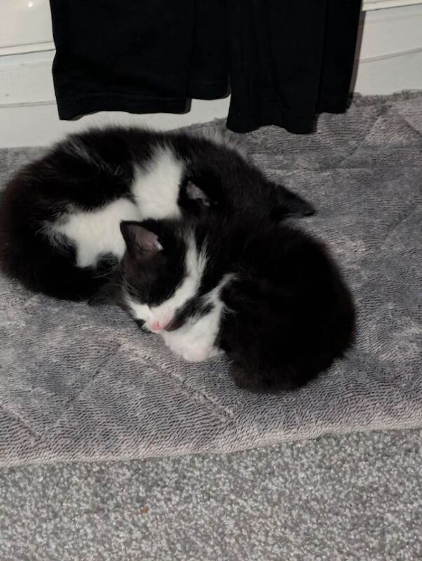 British Shorthair kittens for sale in Furzton, Buckinghamshire – 6 weeks old - Image 2 of 4