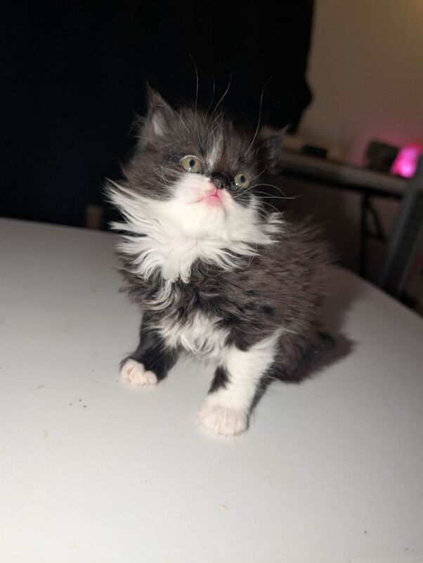 British Shorthair kittens for sale in Furzton, Buckinghamshire – 6 weeks old - Image 3 of 4