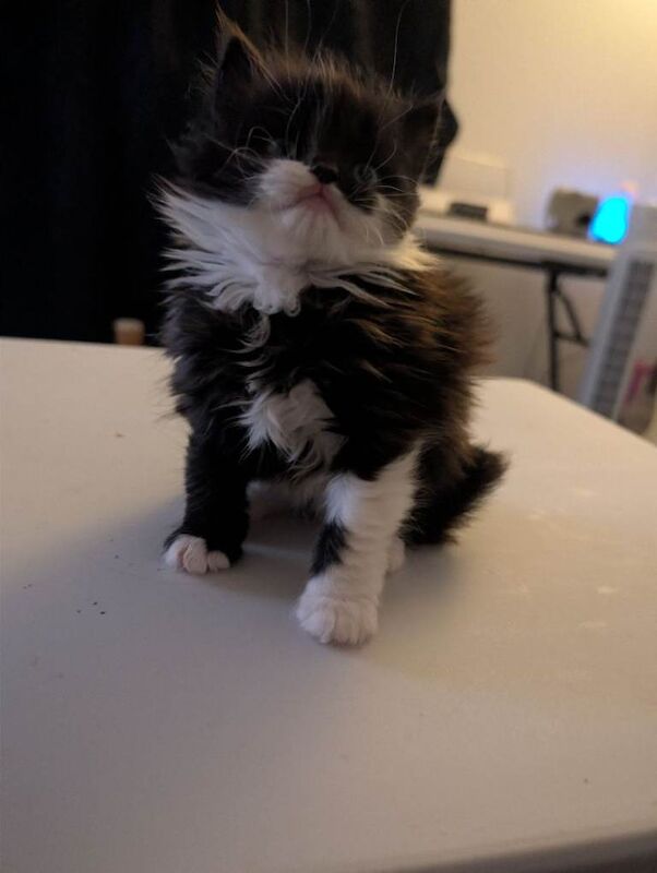 British Shorthair kittens for sale in Furzton, Buckinghamshire – 6 weeks old - Image 4 of 4