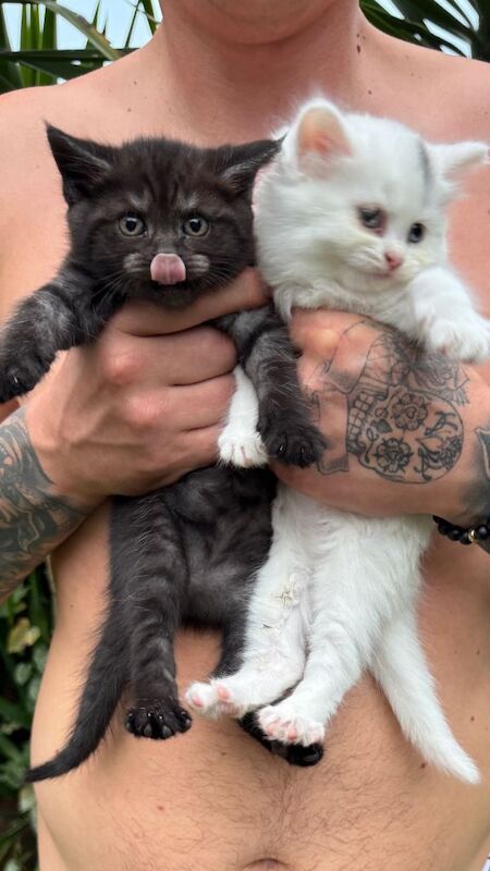 2 fluffy kittens for sale ️