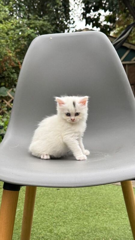 2 fluffy kittens for sale ️ - Image 2 of 3