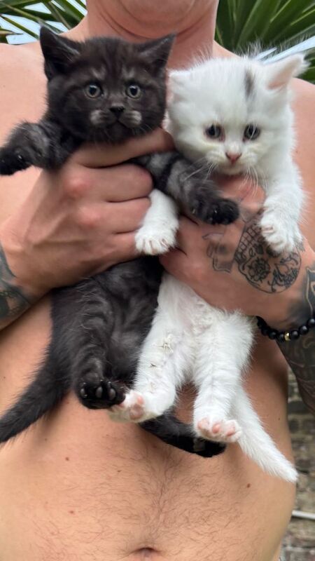 2 fluffy kittens for sale ️ - Image 3 of 3
