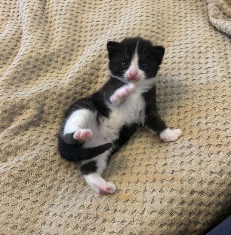 2 friendly cats and 3 cute kittens