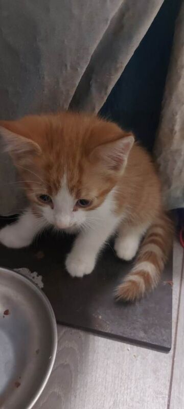 2 ginger beautiful boys kittens only £250 each
