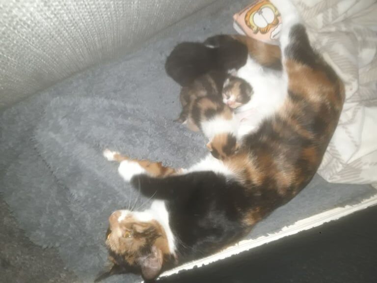 British Shorthair kittens for sale in Drumchapel, City of Glasgow – 2 weeks old
