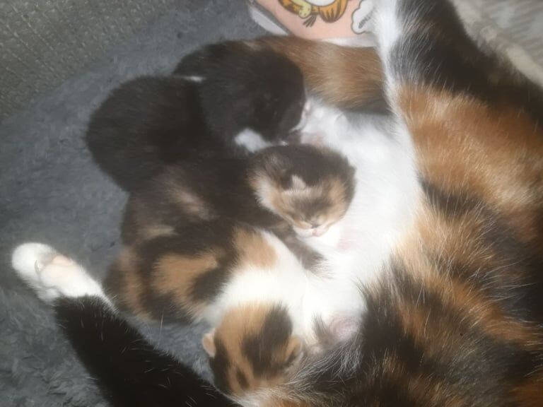 British Shorthair kittens for sale in Drumchapel, City of Glasgow – 2 weeks old - Image 2 of 3