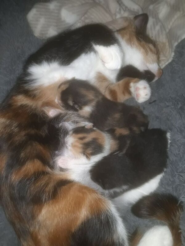 British Shorthair kittens for sale in Drumchapel, City of Glasgow – 2 weeks old - Image 3 of 3