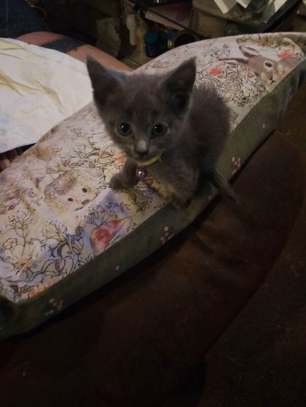 2 gorgeous little ladies. - Image 2 of 2