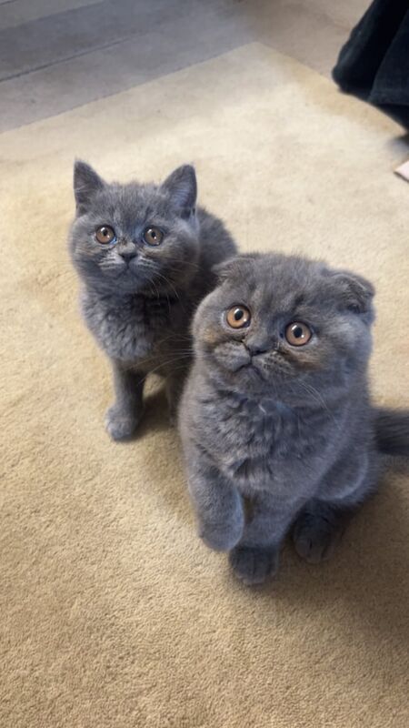 British Shorthair kittens for sale in Bradford, West Yorkshire – 3 months old