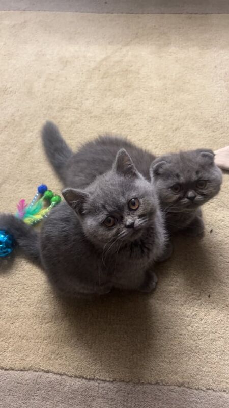 British Shorthair kittens for sale in Bradford, West Yorkshire – 3 months old - Image 2 of 3