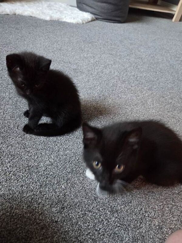 2 kittens for sale £100 each