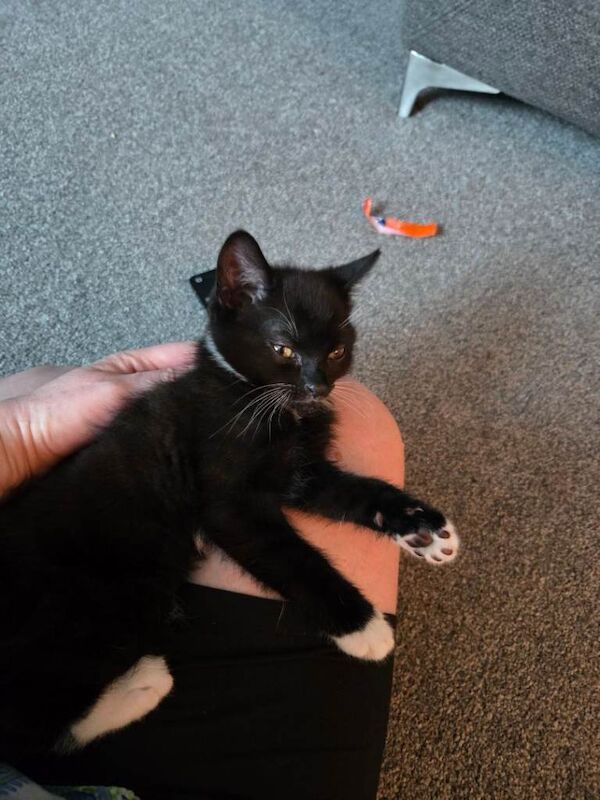 2 kittens for sale £100 each - Image 2 of 5