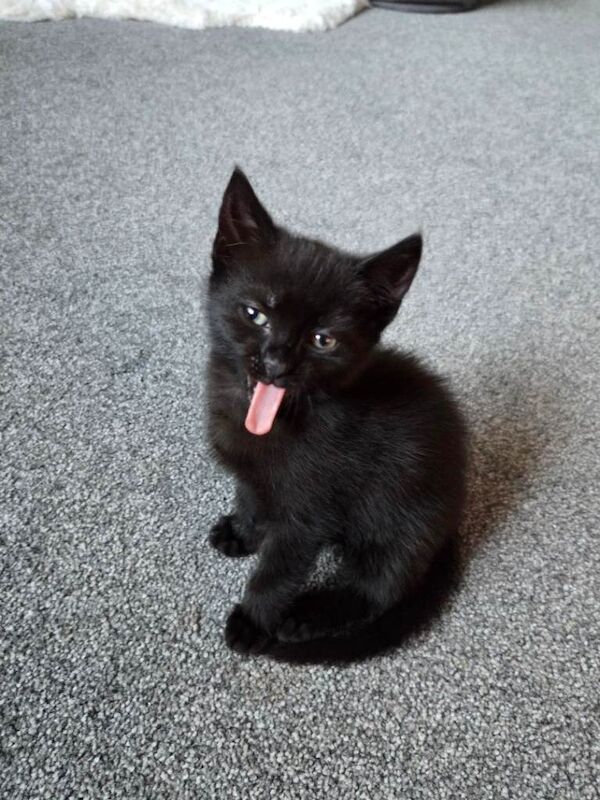 2 kittens for sale £100 each - Image 3 of 5
