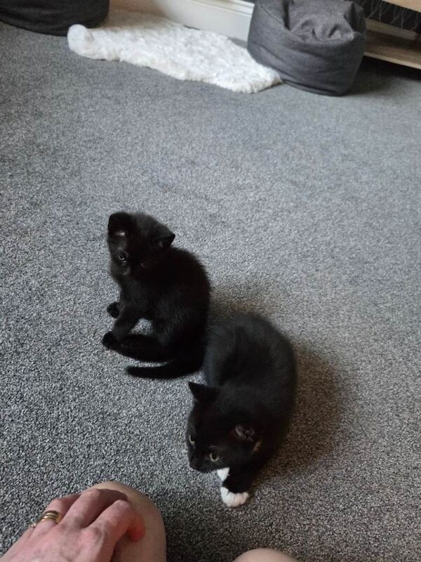2 kittens for sale £100 each - Image 4 of 5