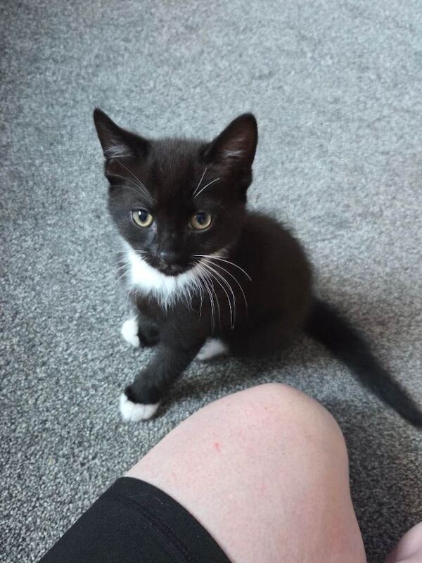 2 kittens for sale £100 each - Image 5 of 5