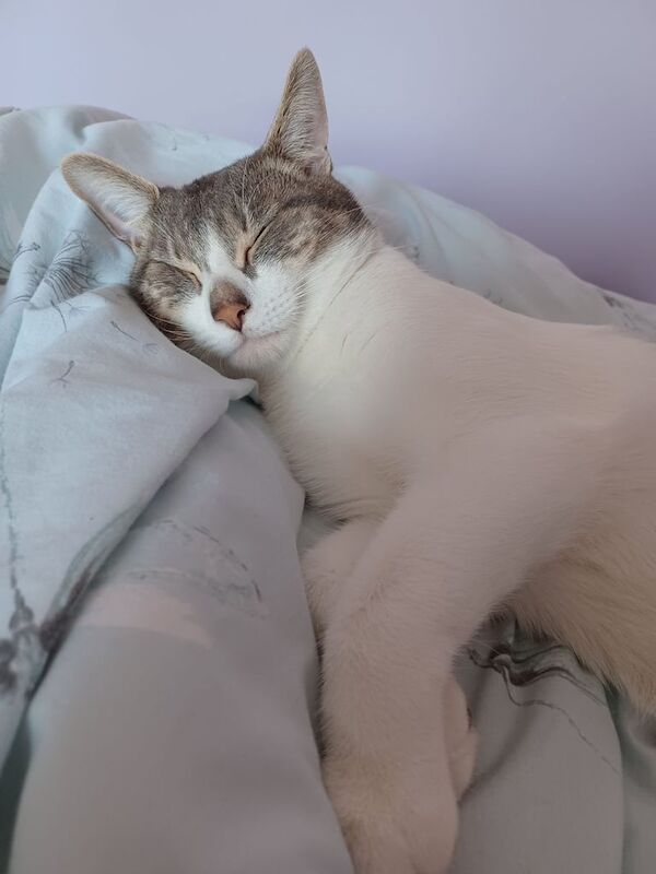 British Shorthair kittens for sale in Harrow, Greater London – 1 year old - Image 3 of 3