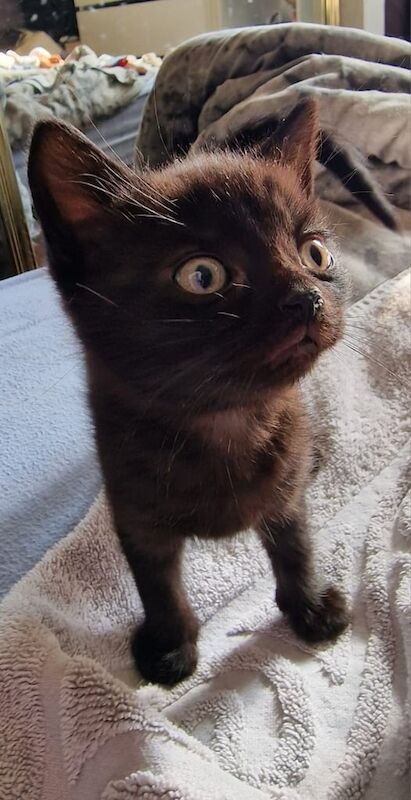 2 Kittens for sale in Sheldon, West Midlands