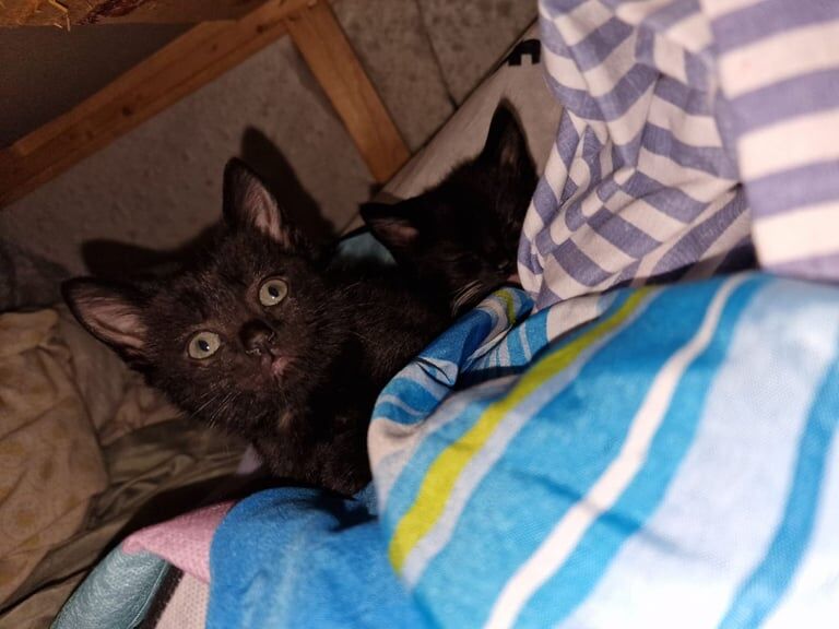 2 Kittens for sale in Sheldon, West Midlands | Image 2