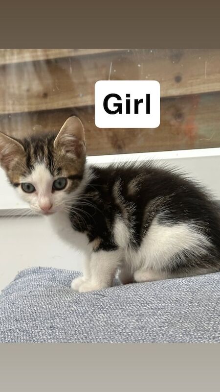 British Shorthair kittens for sale in Harrow, Greater London – 10 weeks old