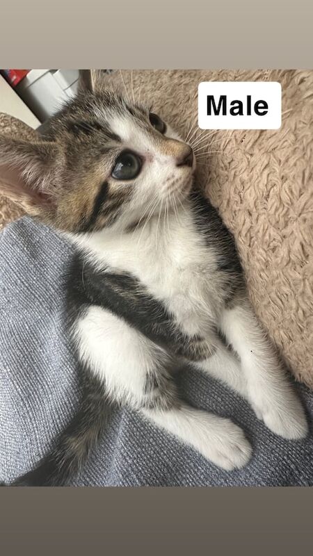 British Shorthair kittens for sale in Harrow, Greater London – 10 weeks old - Image 2 of 2
