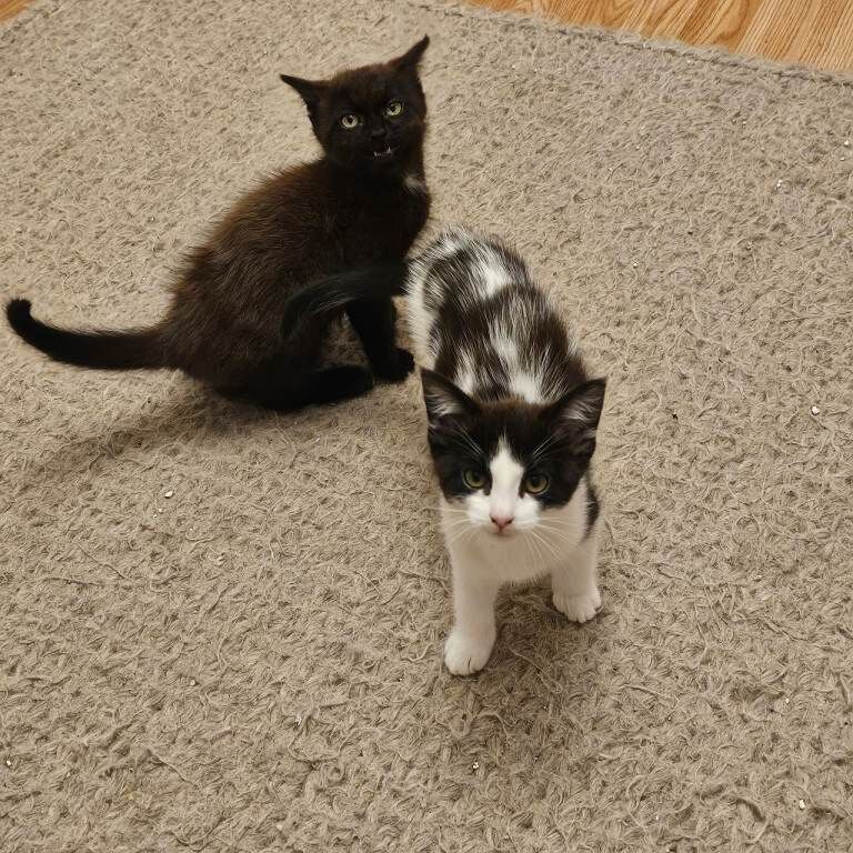 British Shorthair Kittens For Sale Under £300