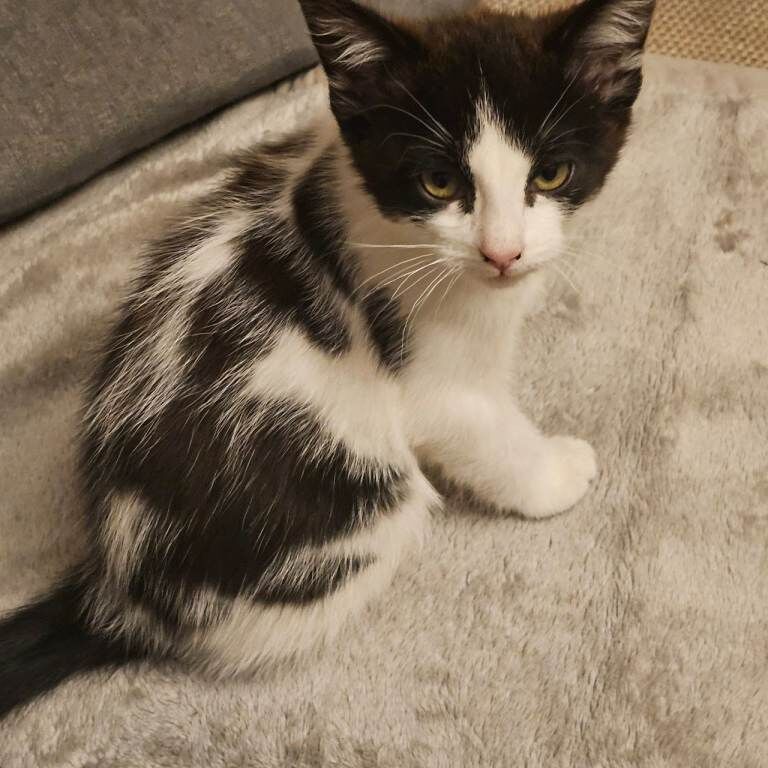 2 kittens for sale - Image 2 of 4