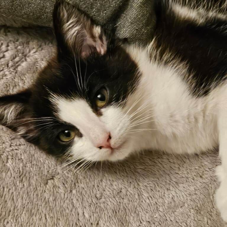 2 kittens for sale - Image 3 of 4