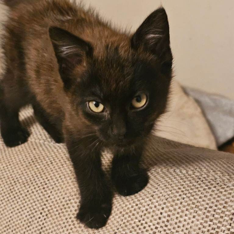 2 kittens for sale - Image 4 of 4