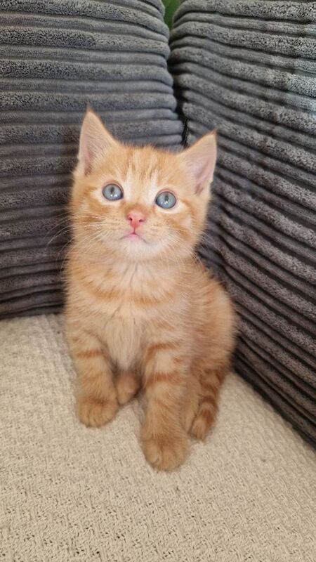 2 kittens for sale 8 weeks old