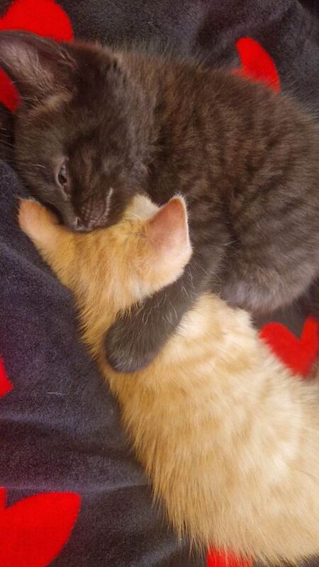 2 kittens for sale 8 weeks old - Image 2 of 5