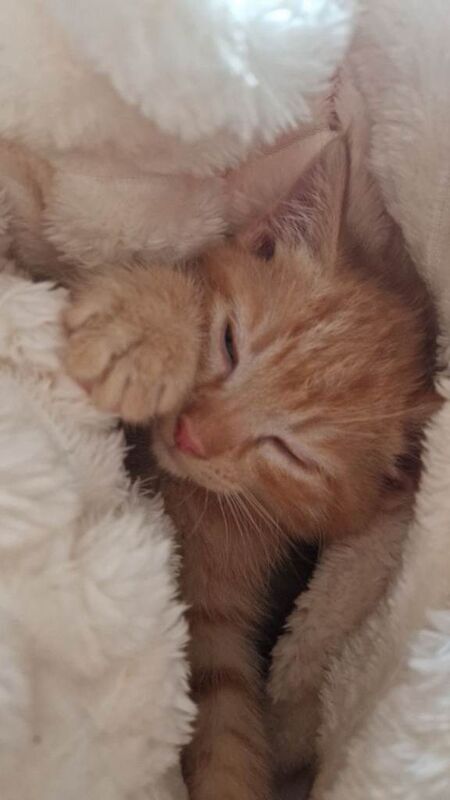 2 kittens for sale 8 weeks old - Image 3 of 5