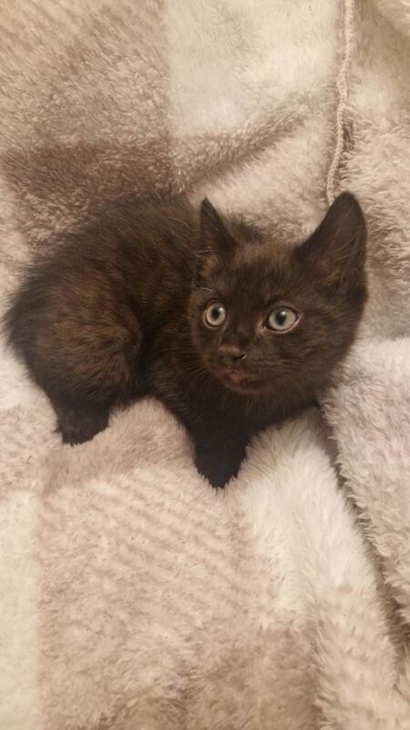 2 kittens for sale 8 weeks old - Image 4 of 5