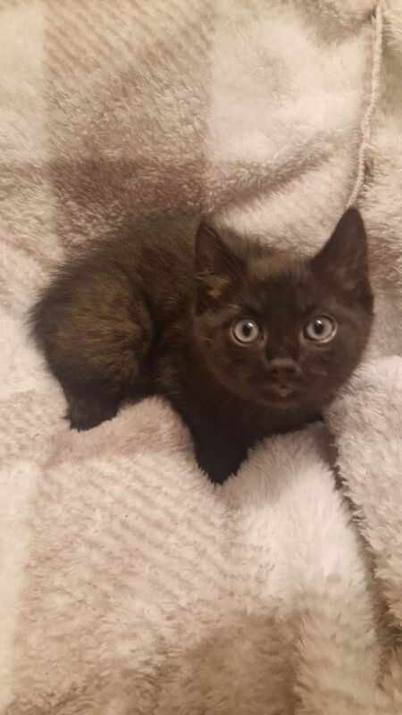 2 kittens for sale 8 weeks old - Image 5 of 5