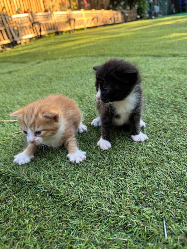 2 kittens Ginger & mixed grey & black for sale in Bromley, Greater London