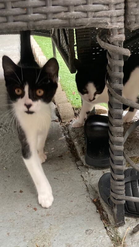 2 Kittens left 1 male 1 female for sale in Uxbridge, Greater London