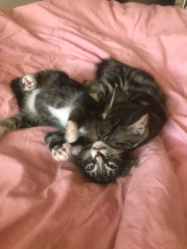 British Shorthair kittens for sale in Uxbridge, Greater London – 9 weeks old