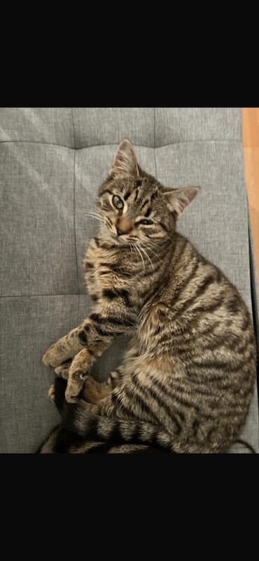 British Shorthair kittens for sale in Slough, Berkshire – 5 months old