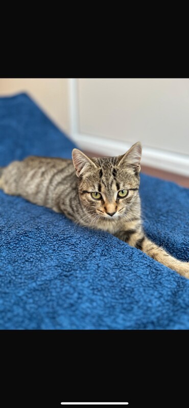 British Shorthair kittens for sale in Slough, Berkshire – 5 months old - Image 2 of 4