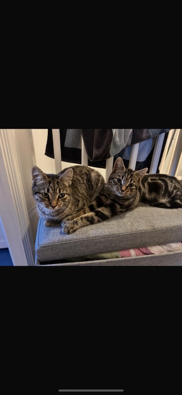 British Shorthair kittens for sale in Slough, Berkshire – 5 months old - Image 3 of 4