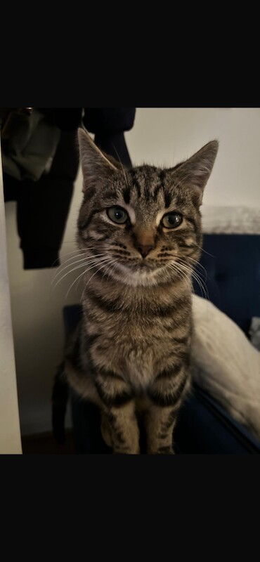 British Shorthair kittens for sale in Slough, Berkshire – 5 months old - Image 4 of 4