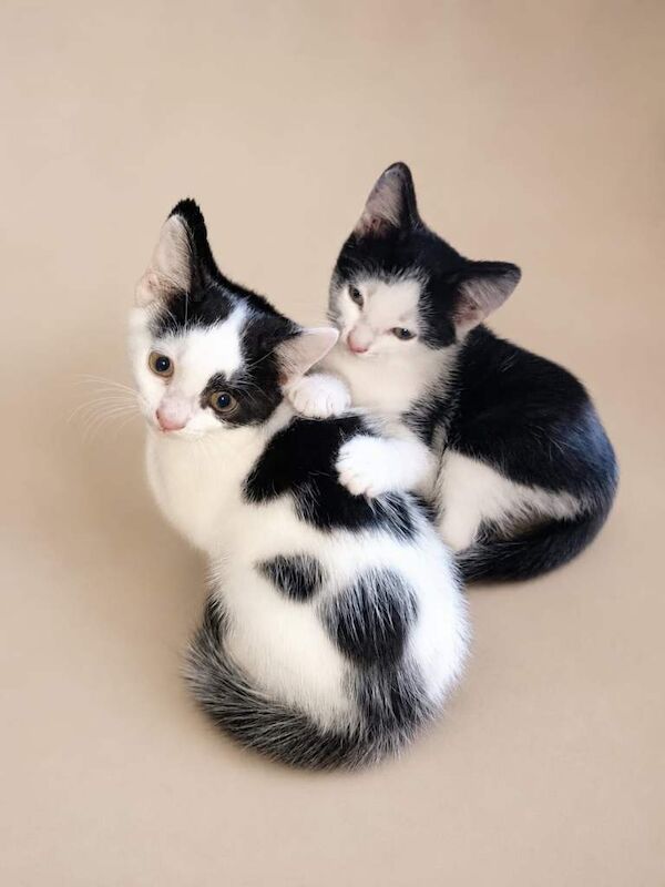 2 kittens ready now boys