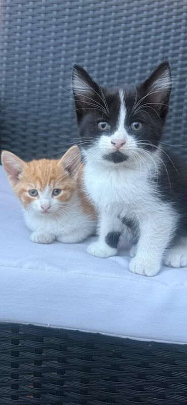 British Shorthair kittens for sale in Sheldon, West Midlands – 9 weeks old