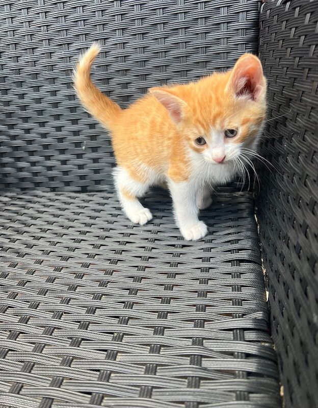 British Shorthair kittens for sale in Sheldon, West Midlands – 9 weeks old - Image 2 of 3