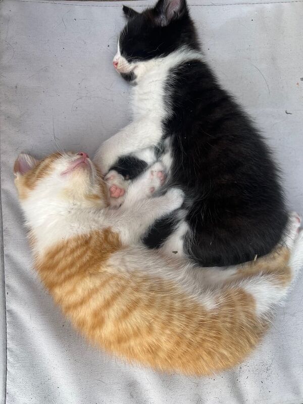 British Shorthair kittens for sale in Sheldon, West Midlands – 9 weeks old - Image 3 of 3