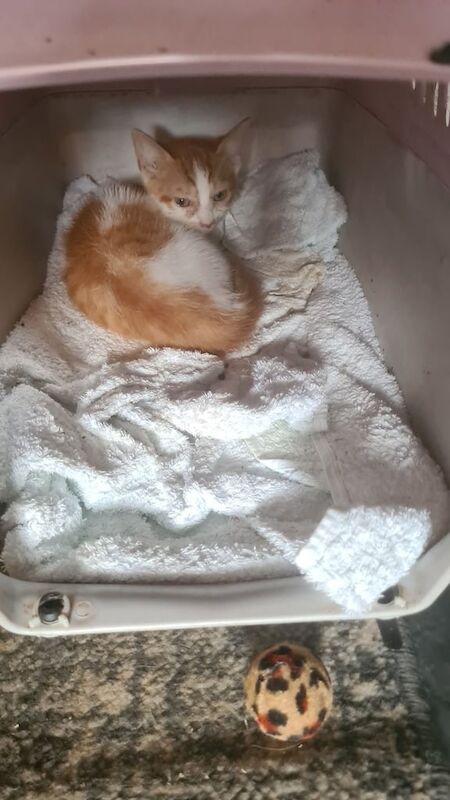 British Shorthair kittens for sale in Telford, Shropshire – 11 weeks old
