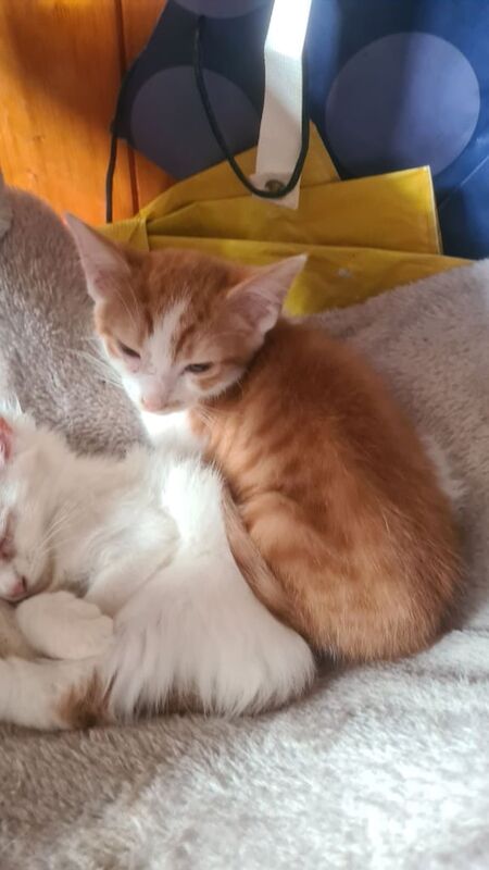 British Shorthair kittens for sale in Telford, Shropshire – 11 weeks old - Image 2 of 3