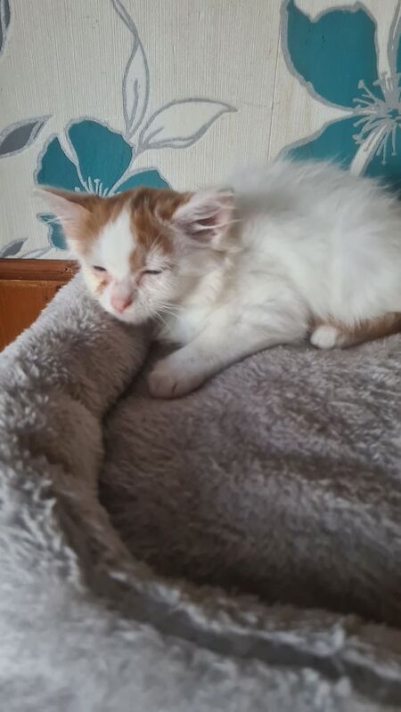 British Shorthair kittens for sale in Telford, Shropshire – 11 weeks old - Image 3 of 3