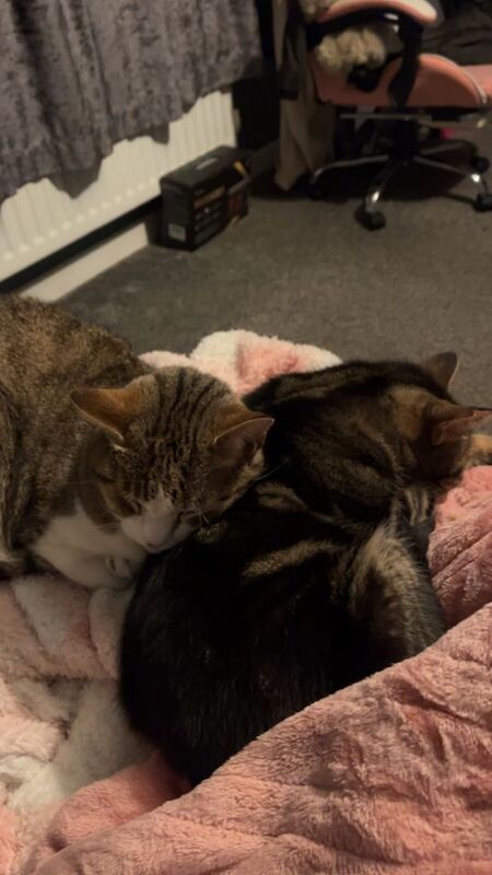 British Shorthair Kittens For Sale Under £300
