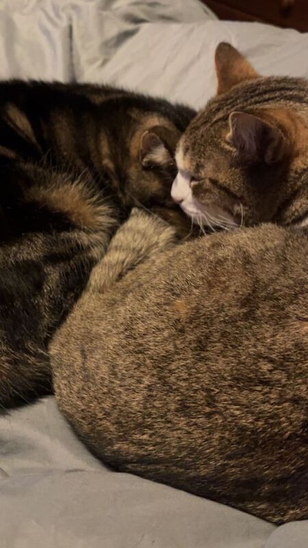 2 male cats seeking forever home - Image 2 of 6